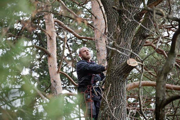  , USA Tree Services Pros